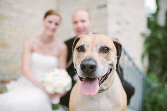 dog wedding photography kohler wisconsin wedding photographer carly mccray