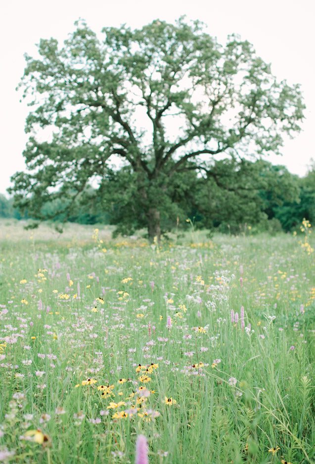 rustic wisconsin engagement photographer, rustic manor 1848, delafield engagement photography, milwaukee wedding photographers, milwaukee wedding photography, madison wedding photographers, romantic film engagement photographers wisconsin, wisconsin film photographers, fuji 400 engagement, medium format film shooters