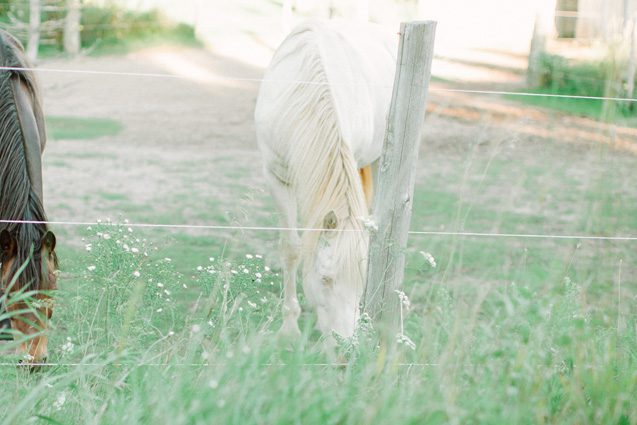 wedding horses, farm wedding, door county farm wedding, wisconsin farm wedding, Door county wisconsin wedding photographer, Carly McCray Photography, fine art Wisconsin wedding photographer, Door County wedding, Door County wedding photography