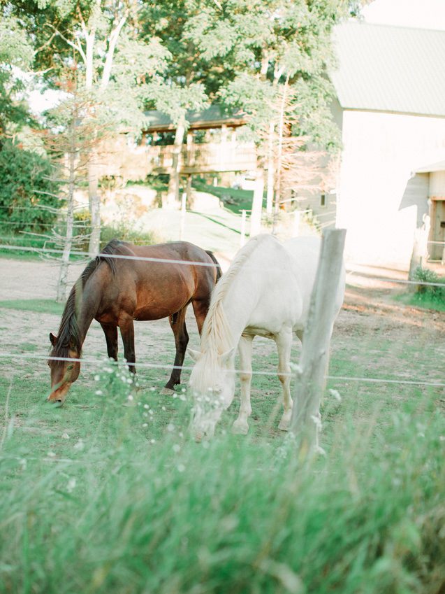 wedding horses, farm wedding, door county farm wedding, wisconsin farm wedding, Door county wisconsin wedding photographer, Carly McCray Photography, fine art Wisconsin wedding photographer, Door County wedding, Door County wedding photography